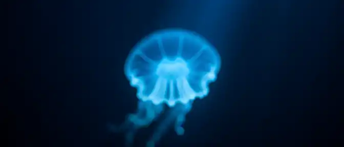 Морская находка: медузы станут ключом к спасению поврежденного мозга